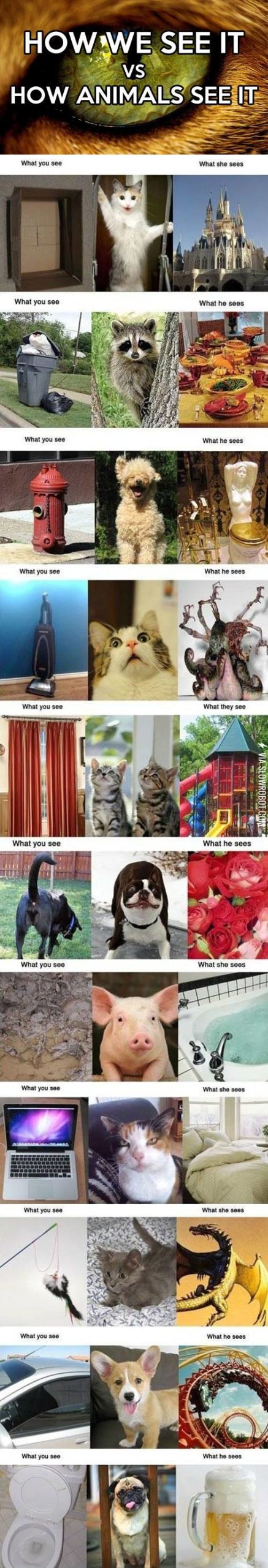What+animals+see.