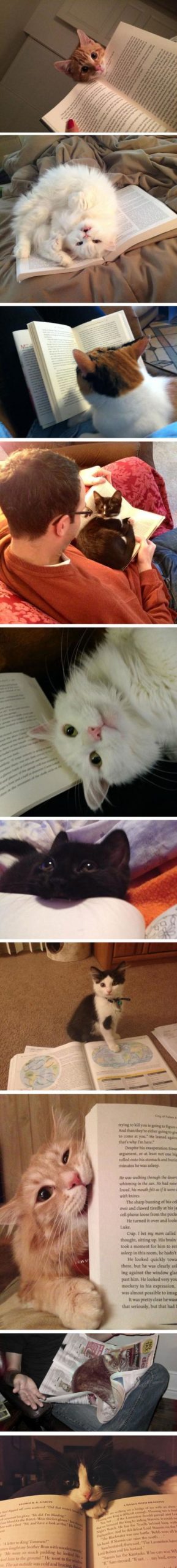 Cats+Who+Won%26%238217%3Bt+Let+You+Read+Your+Book