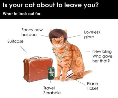Is+Your+Cat+About+To+Leave+You%3F