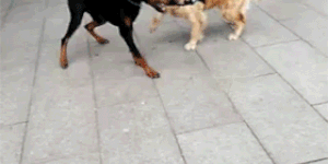 KungFu+Doggy