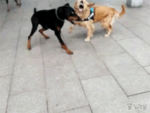 KungFu+Doggy