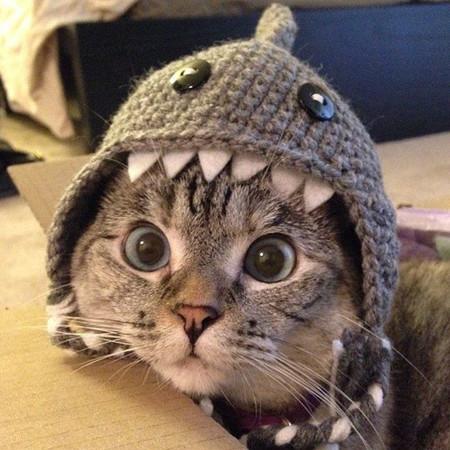 I+am+shark+kitty.