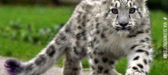 Snow+leopard+cub