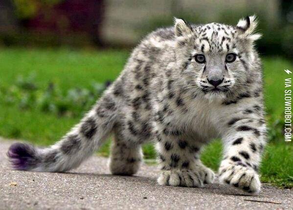Snow+leopard+cub