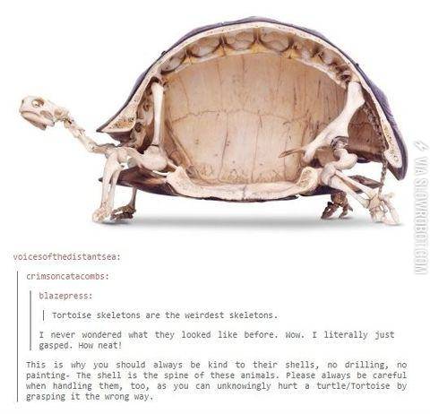Tortoise+have+the+weirdest+skeletons