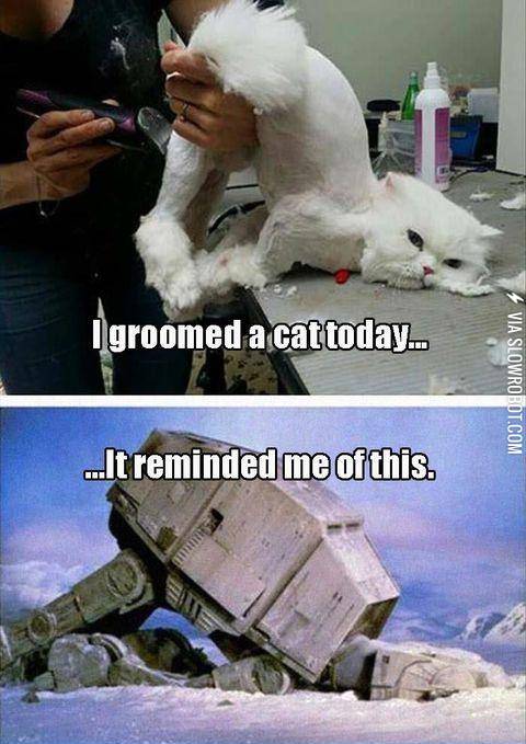 Cats+are+majestic+creatures%26%238230%3B