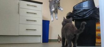 Kitten+dismisses+gravity.