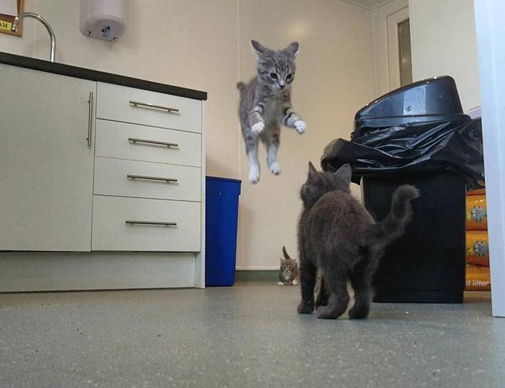 Kitten+dismisses+gravity.