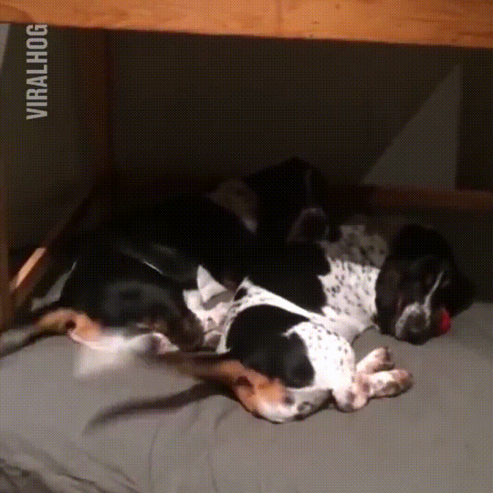 New+Olympic+sport%3A+syncronised+tail+wagging