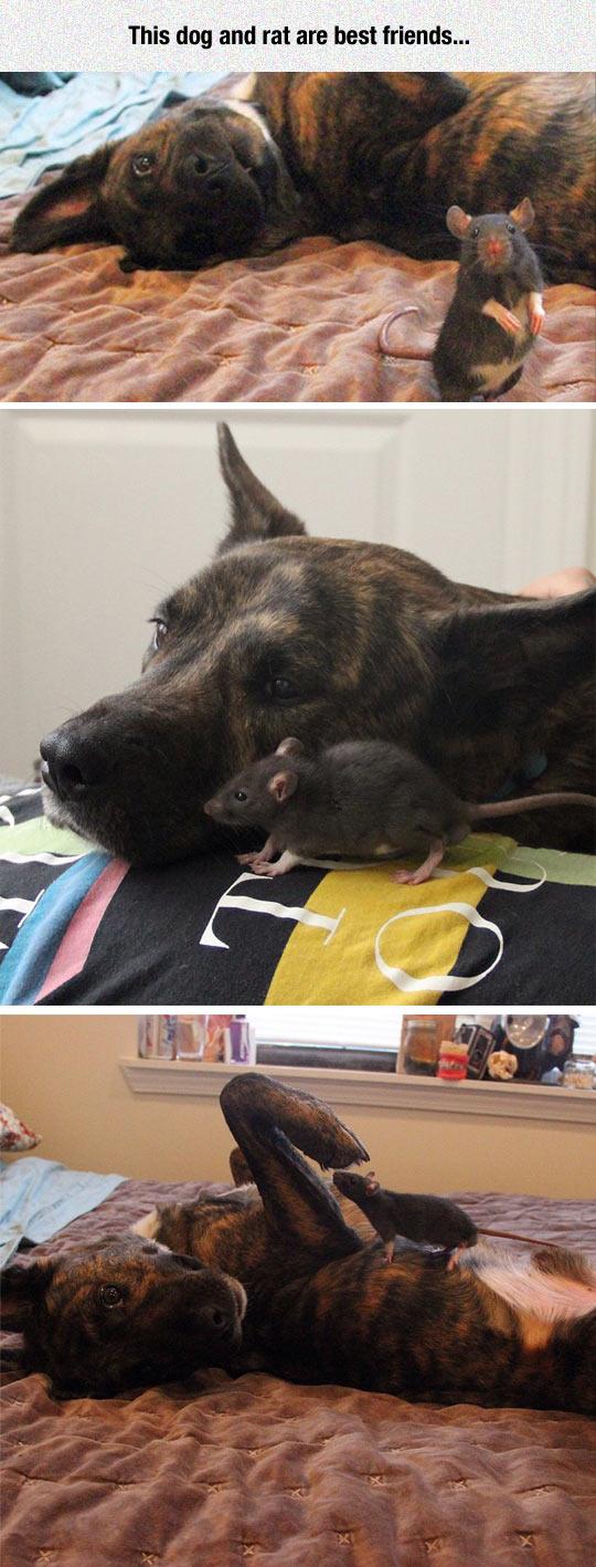 Rat+dog
