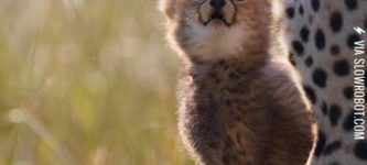 Baby+Cheetah