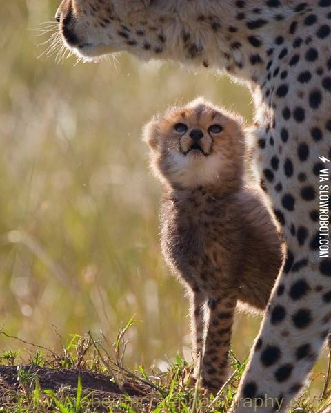 Baby+Cheetah
