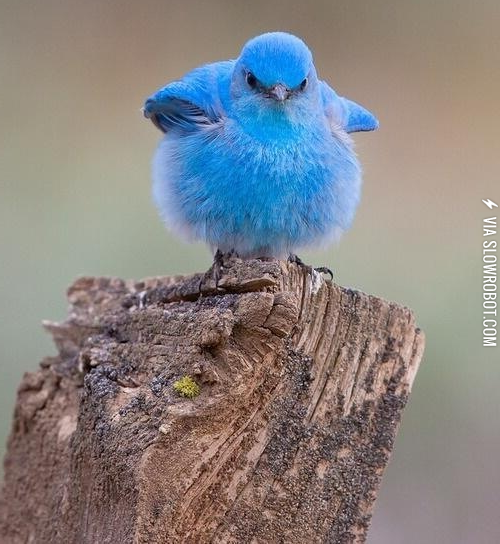 It%26%238217%3Bs+so+fluffy%21