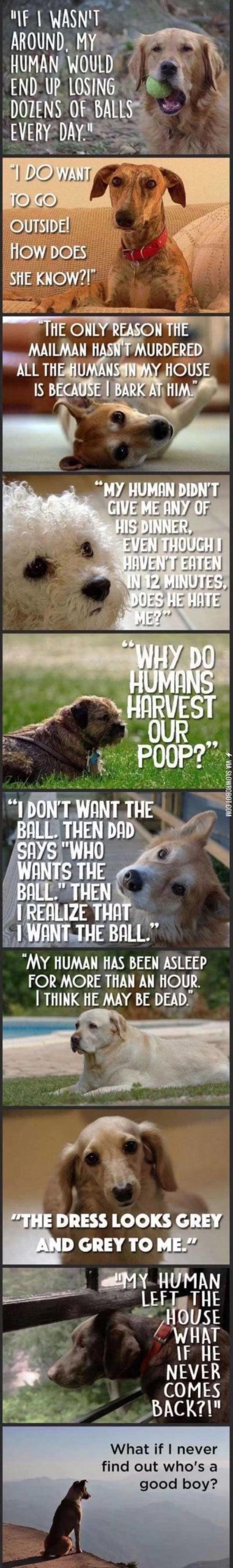 The+World+From+A+Dog%26%238217%3Bs+Perspective