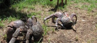 The+coconut+crab%2C+the+worlds+largest+land-living+arthropod.