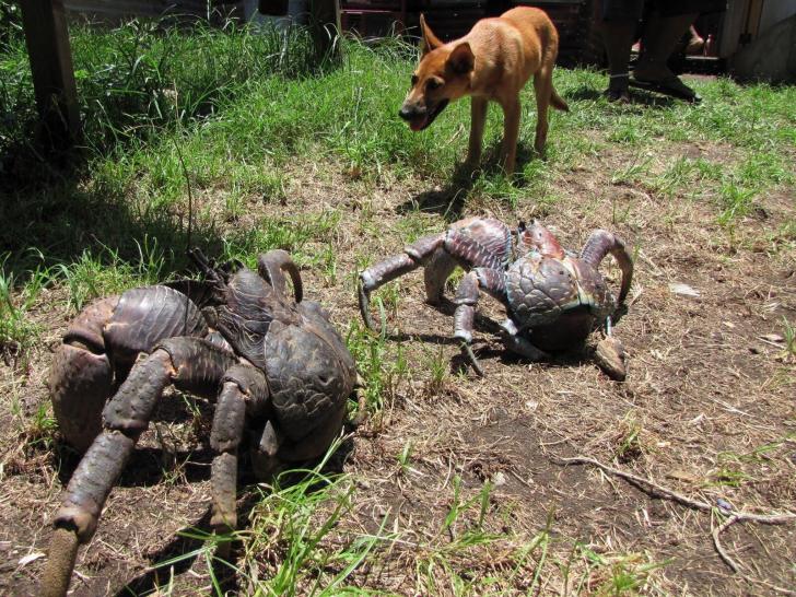 The+coconut+crab%2C+the+worlds+largest+land-living+arthropod.