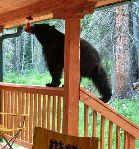 Anyone+know+what+kind+of+hummingbird+this+is%3F%3F+Asking+for+a+neighbor%26%238230%3B