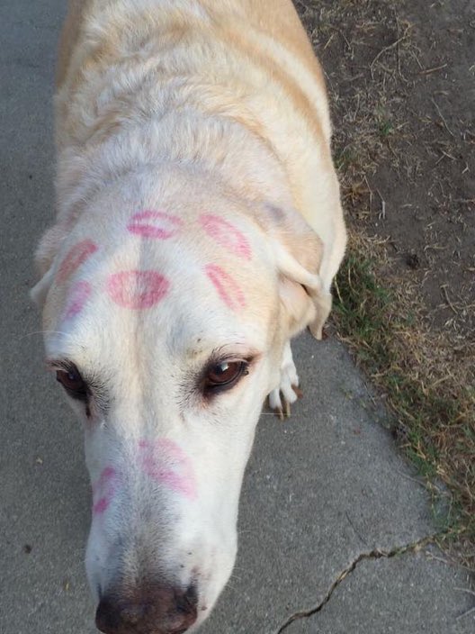 Doggo+has+some+explaining+to+do