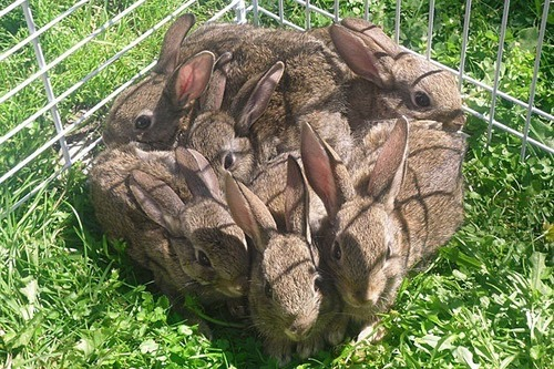 1+Square+Foot+Of+Bunny