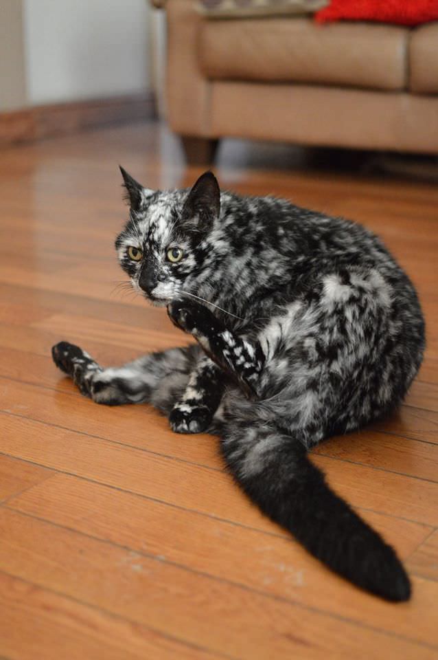 Scrappy+the+vitiligo+cat