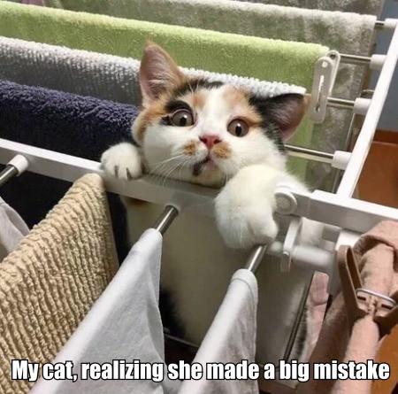 My+Cat%2C+Realizing+She+Made+A+Big+Mistake