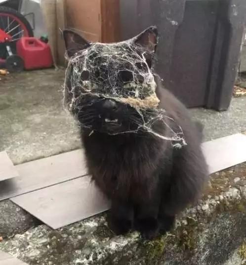 When+cats+pick+fights+with+Spooderman.