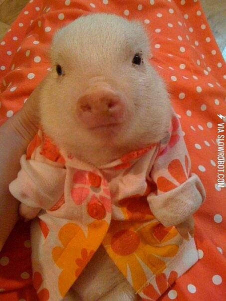 The+cutest+bacon.
