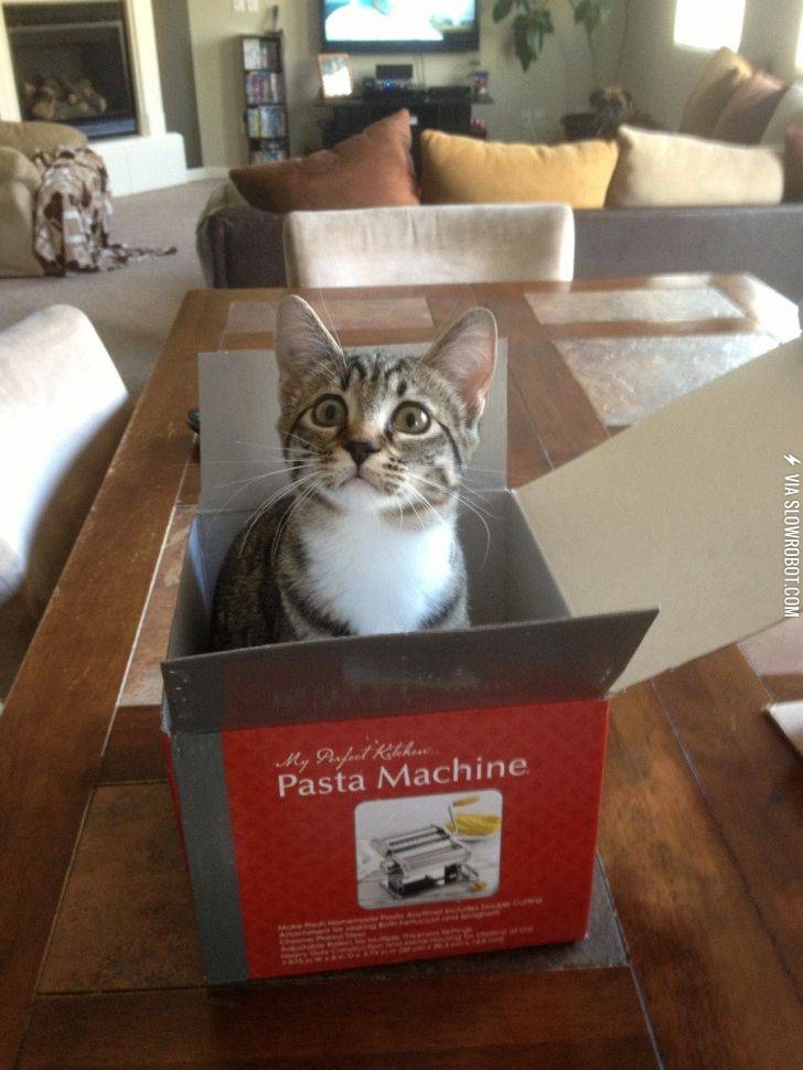 This+thing+makes+the+worst+pasta+I+have+ever+had.