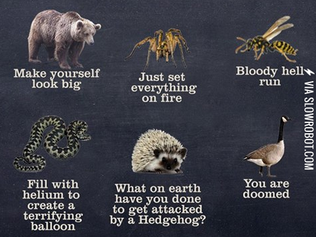 When+Animals+Attack..