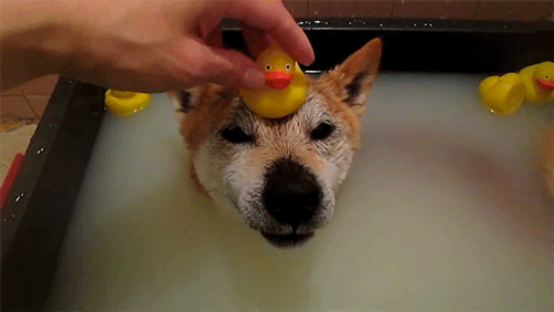 Rubber+ducky%2C+you%26%238217%3Bre+the+one