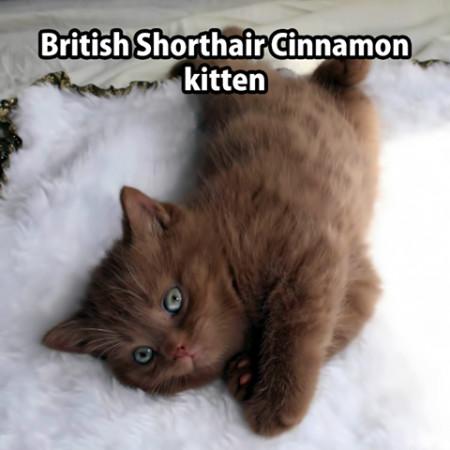 British+Shorthair+Cinnamon+Kitten