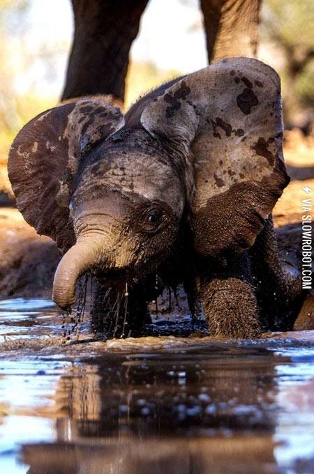 Just+a+baby+elephant.