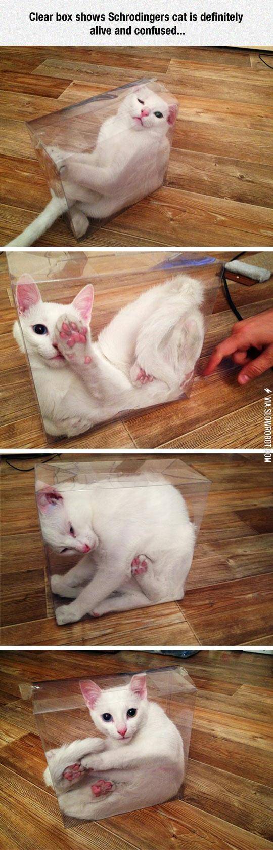 Schrodinger%26%238217%3Bs+Cat+Is+Alive