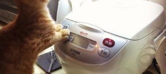 My+Japanese+Cat+Loves+To+Sit+Near+My+Rice+Cooker