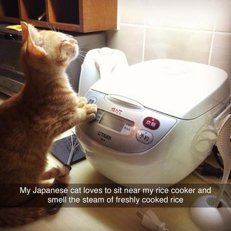 My+Japanese+Cat+Loves+To+Sit+Near+My+Rice+Cooker