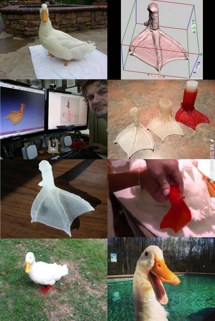 The+amputee-duck+who+got+a+3D-printed+prosthetic+foot