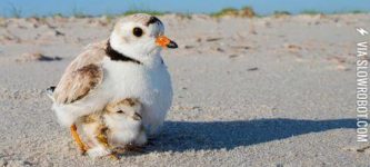 A+piping+plover+chick+snuggles+with+its+mum