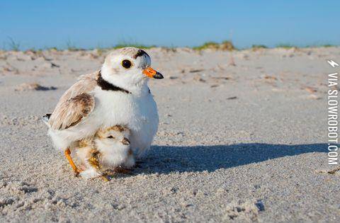 A+piping+plover+chick+snuggles+with+its+mum