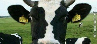 When+a+cow%26%23039%3Bs+face+has+more+faces