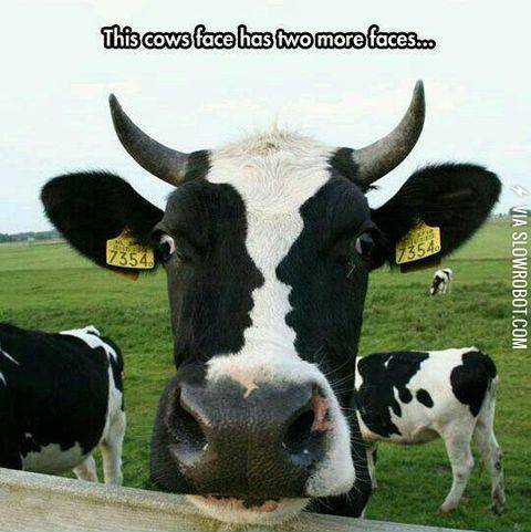 When+a+cow%26%23039%3Bs+face+has+more+faces