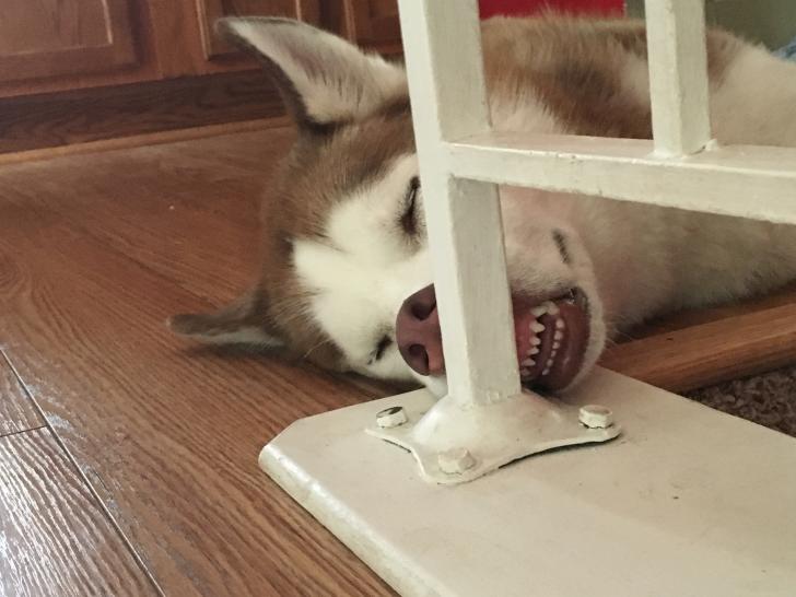 He%26%238217%3Bs+not+very+bright+but+he+is+sweet.