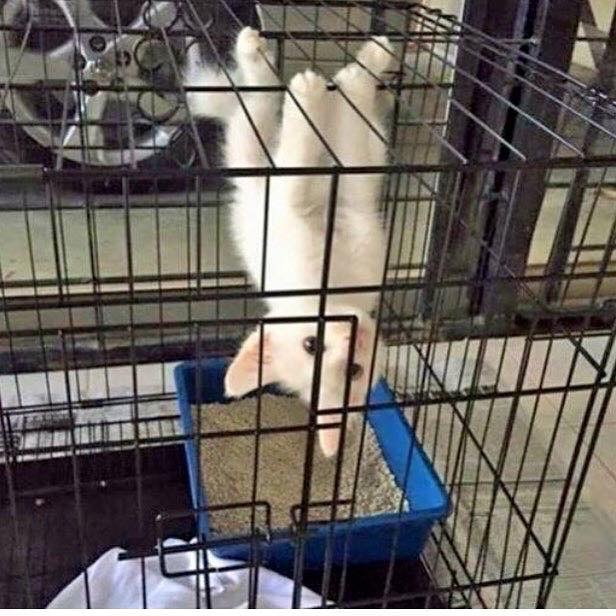 I+forgot+how+to+kitty%2C+so+I%26%238217%3Bm+a+bat+now