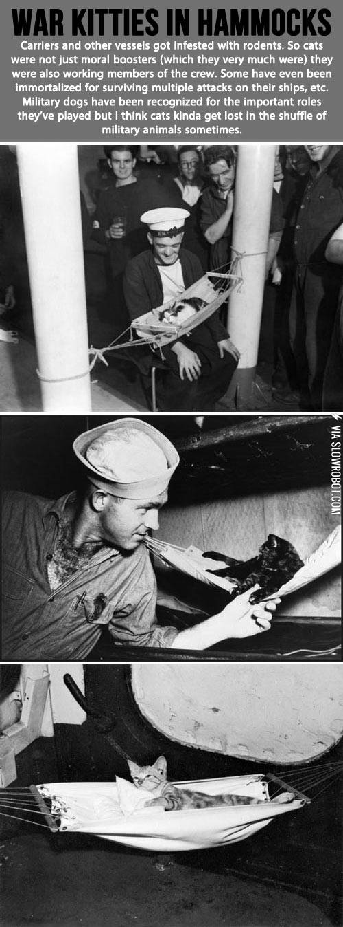Military+cats.