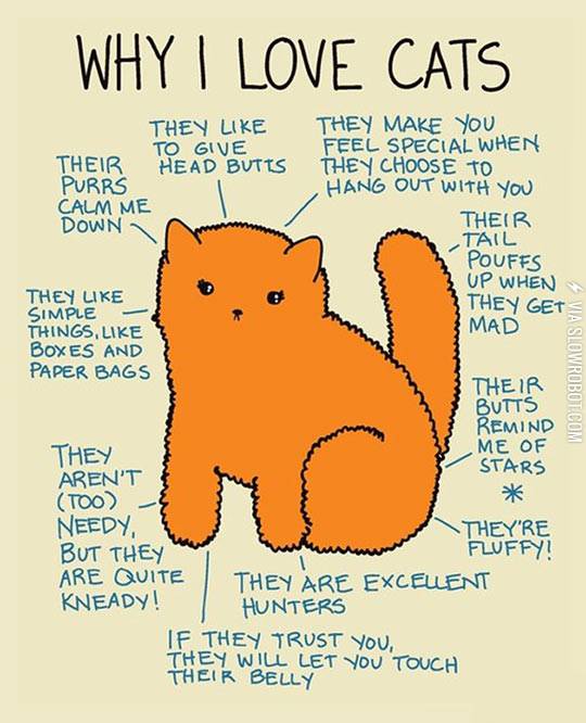 Why+I+love+cats.