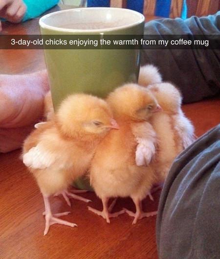 Chicks+Love+Coffee