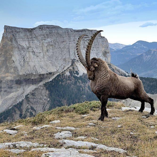 The+mighty+and+majestic+Ibex.