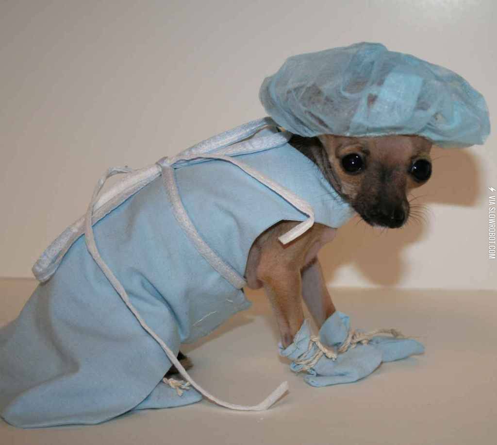 That%26%238217%3Bs+Dr.+Chihuahua+to+you%21