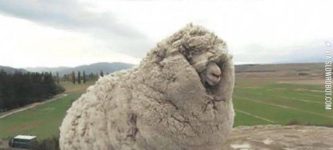 SHREK+THE+SHEEP+FROM+NEW+ZEALAND