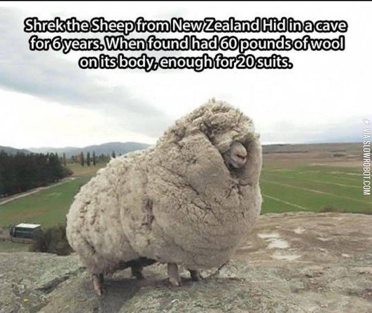 SHREK+THE+SHEEP+FROM+NEW+ZEALAND