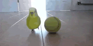 Bird+Vs.+Tennis+Ball